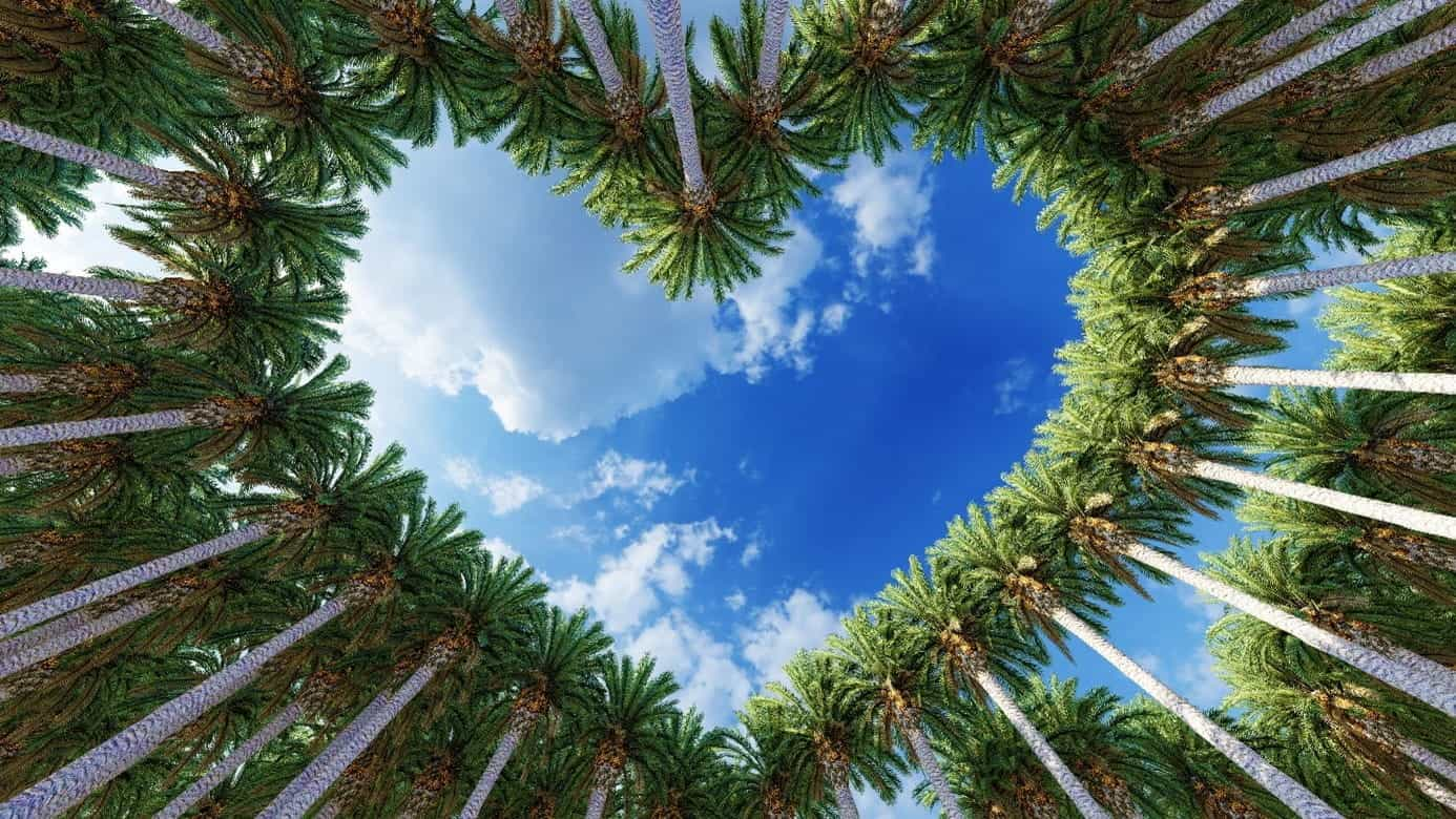 Palm trees have converged to make a love-heart appear in the sky.